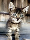 Portrait of a very cute littel kitten Royalty Free Stock Photo