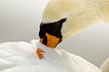 A portrait of a very elegant white swan with a beautiful head, cleaning the feathers Royalty Free Stock Photo