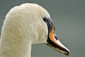 A portrait of a very elegant white swan with a beautiful head Royalty Free Stock Photo