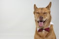 PORTRAIT OF A HAPPY MIXED BREED DOG PUG AND IHASA APSO WITH EYES