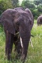 Portrait of very huge elephant. Tarangire, Tanzania