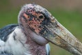 Portrait of a very old African Marabou stork bird with big beak, closeup, details Royalty Free Stock Photo