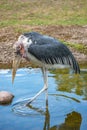 Portrait of a very old African Marabou stork bird with big beak, closeup, details Royalty Free Stock Photo