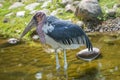 Portrait of a very old African Marabou stork bird with big beak, closeup, details Royalty Free Stock Photo