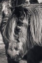 Portrait of a very old Icelandic horse in black and white Royalty Free Stock Photo