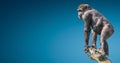 Portrait of very powerful alpha male African gorilla on a tree for watch at blue gradient background with copy space for text, Royalty Free Stock Photo