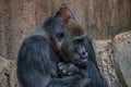 Portrait of very powerful but calm alpha male African gorilla Royalty Free Stock Photo