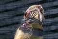 Portrait of a very rare Luzon tarictic Hornbill, Penelopides manillae, with a red eye