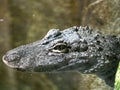 the Portrait of a very rare male Chinese alligator, Alligator sinensis Royalty Free Stock Photo