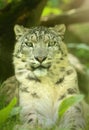 Portrait of very rare snow leopard Royalty Free Stock Photo