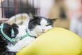 Portrait of very sad cat lying on pillow in cage waiting for adoption or sick cat at animal veterinary clinic