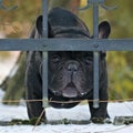 Portrait of very sad dog behind the fence. Sadness animal expression, sad eyes.