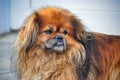 Portrait of a very sad shaggy red Pekingese dog Royalty Free Stock Photo