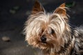 Portrait of a small pet dog Royalty Free Stock Photo