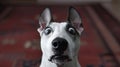 Portrait very shocked cute bull terrier, against the background of the carpet, holiday pet day, poster