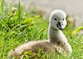 Portrait of a very small and fluffy little swan, just squabbled, newborn, looking directly into the camera with many details