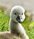 Portrait of a very small and fluffy little swan, just squabbled, newborn, looking directly into the camera with many details