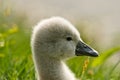 Portrait of a very small and fluffy little fledgling of a swan, just slipped, newborn, in profile with many details