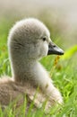 Portrait of a very small and fluffy little fledgling of a swan, just slipped, newborn, in profile with many details