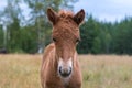 Very young Icelandic horse foal in chestnut color Royalty Free Stock Photo