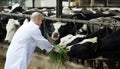 Portrait of veterinary technician caring cows