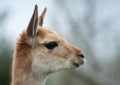 Portrait of a vicuna