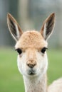 Portrait of a vicuna Royalty Free Stock Photo
