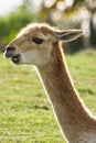 Portrait of Vicuna in backlight