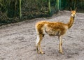 Portrait of a vicuna standing in the sand and looking in the camera, related to the camel and alpaca, cute animal from the andes Royalty Free Stock Photo