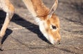 Portrait of a vicuna Vicugna vicugna Royalty Free Stock Photo