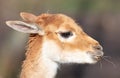 Portrait of a vicuna Vicugna vicugna Royalty Free Stock Photo