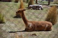 Portrait of vicuna in Zoo Royalty Free Stock Photo