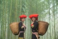 Portrait of Vietnamese ethnic minority Red Dao women in traditional dress and basket on back in misty bamboo forest in Lao Cai, Royalty Free Stock Photo