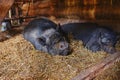 Portrait of a Vietnamese pig sleeping peacefully on a pile of straw