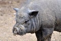 Portrait Vietnamese potbellied pig Royalty Free Stock Photo