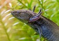 Portrait view of an Axolotl