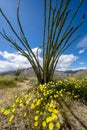 Portrait view - beautiful Ocotillo plant with yellow wildflowers during the California super bloom, in Anza Borrego Desert State Royalty Free Stock Photo