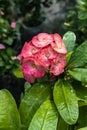 Portrait view of beautiful Pink Euphorbia lophogona flowers