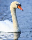 Beautiful Mute Swan Portrait Royalty Free Stock Photo