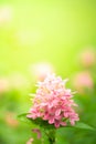 Portrait view of beautyful pink flower blossom and green leaves on greenery blurred background in garden