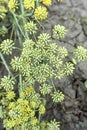 Portrait view of Blooming dill garden or smelly (Anethum graveolens) fresh herbs. Royalty Free Stock Photo