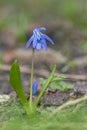 Blue Scilla flower