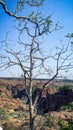 Portrait view of Boswellia serrata tree locally known as Salai. It is a gum producing tree.