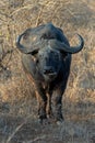 Portrait view of Cape Buffalo [syncerus caffer] bull with brown brush background in South Africa