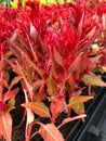 Portrait view, Close up shot of fiery red celosia flowers at a park
