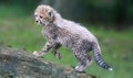 Portrait view cheetah cub 04 Royalty Free Stock Photo