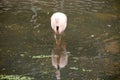 View of a Chileflamingo in the water, Phoenicopterus chilensis, is the most common of the three flamingo species found in Royalty Free Stock Photo