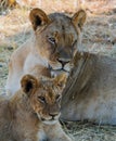 Portrait view of a family of lions - Mother and Cub