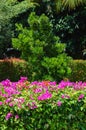 Portrait View Fresh Beauty Of Pink Flowers Of Bougainvillea Plants Amidst Other Plants And Trees In The Garden During The Daytime Royalty Free Stock Photo