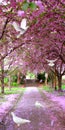 portrait view in garden and pink trees with flying piegeon